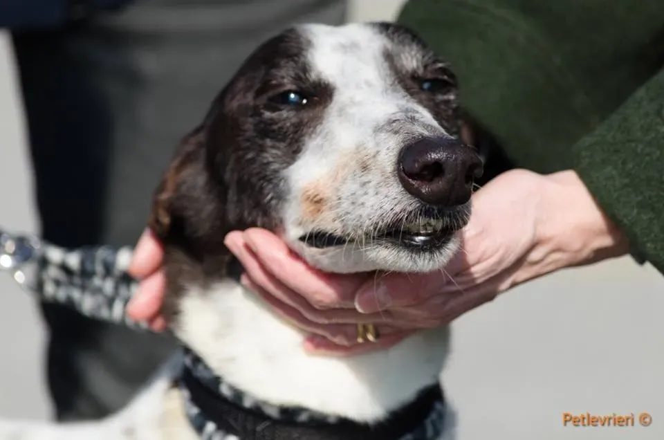 SmokeRumble adozione greyhound macao 14