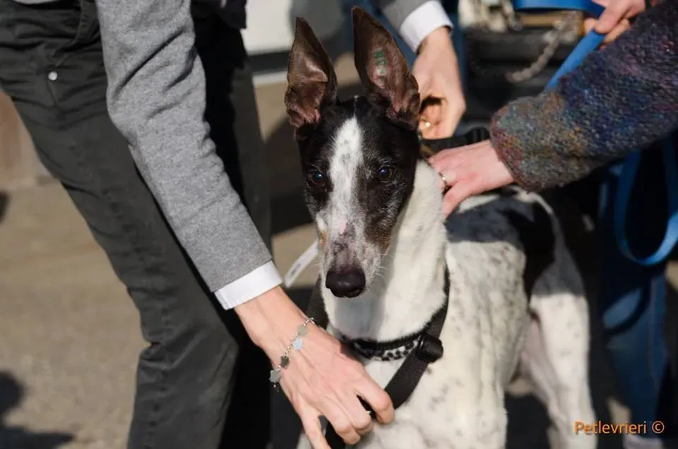 SmokeRumble adozione greyhound macao 15