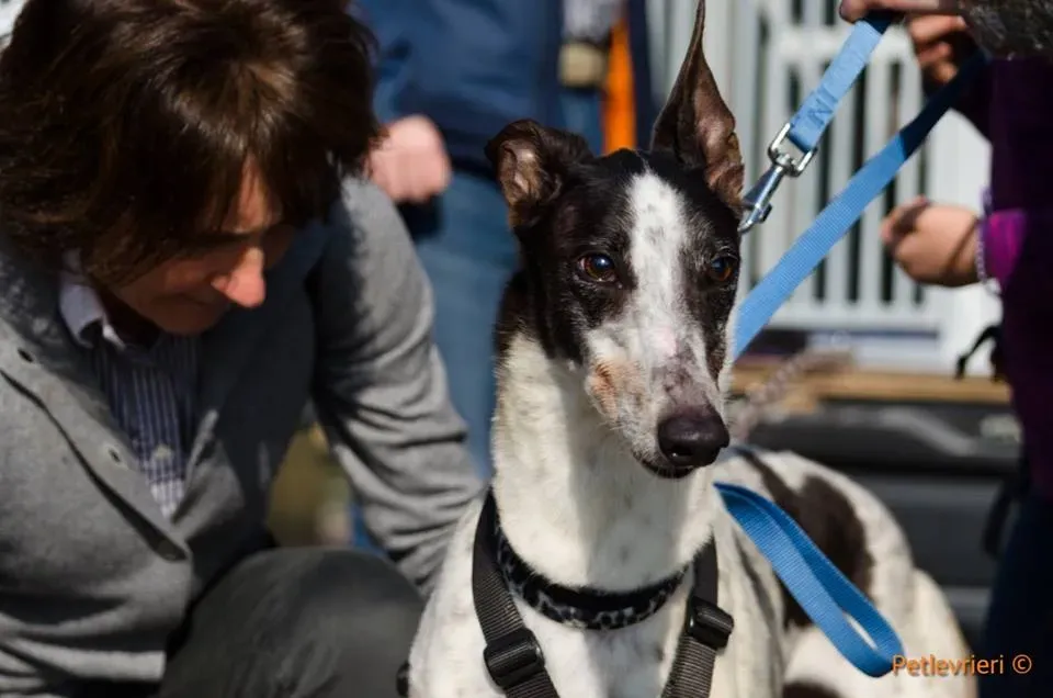 SmokeRumble adozione greyhound macao 16