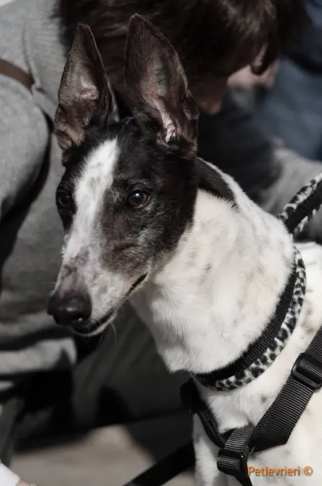 SmokeRumble adozione greyhound macao 17