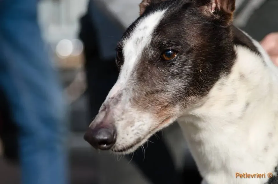 SmokeRumble adozione greyhound macao 18