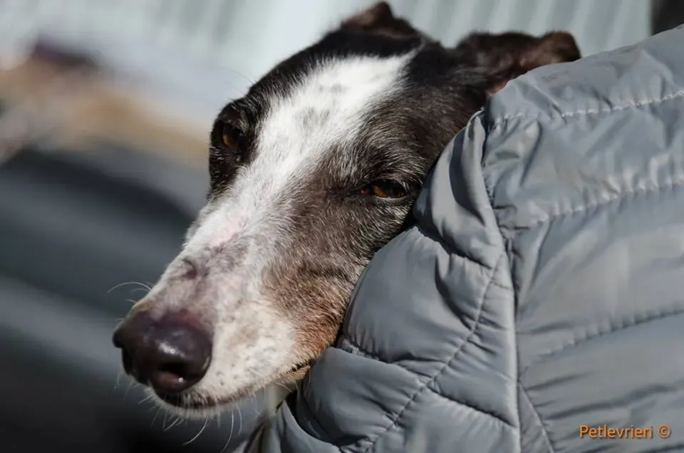 SmokeRumble adozione greyhound macao 19