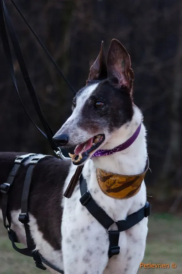 SmokeRumble adozione greyhound macao 2