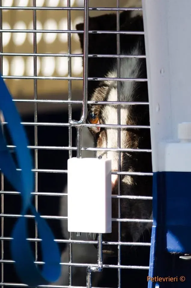 SmokeRumble adozione greyhound macao 20