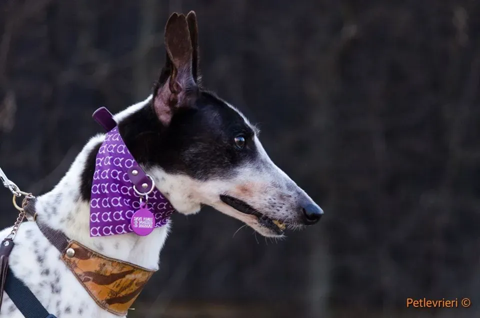 SmokeRumble adozione greyhound macao 3