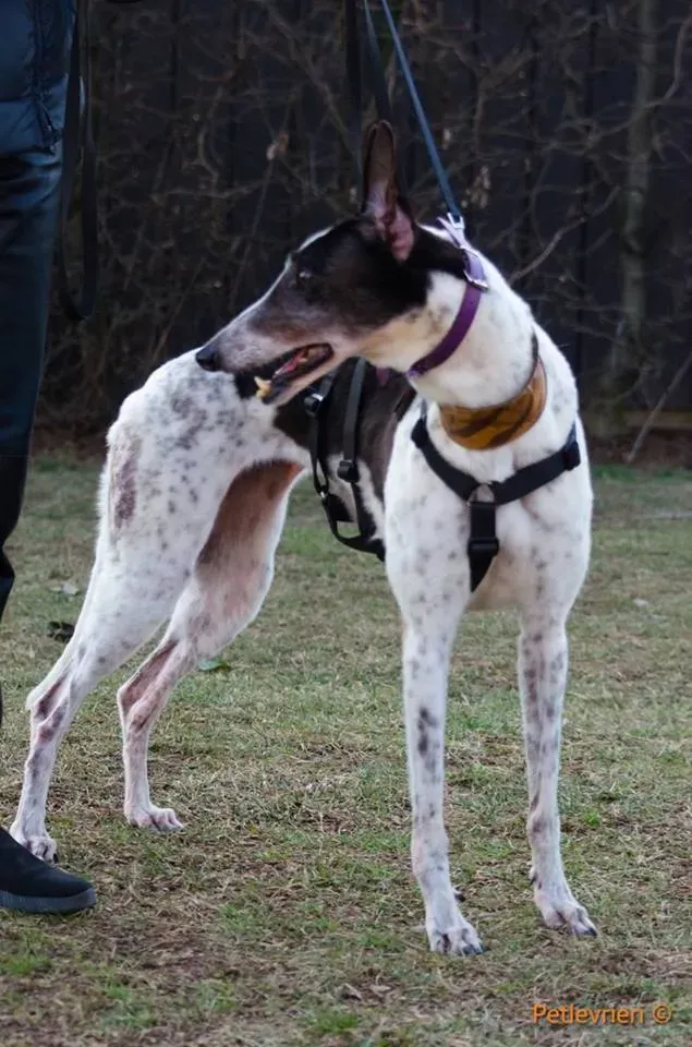 SmokeRumble adozione greyhound macao 4