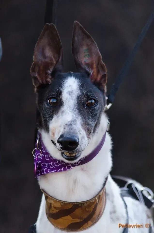 SmokeRumble adozione greyhound macao 5