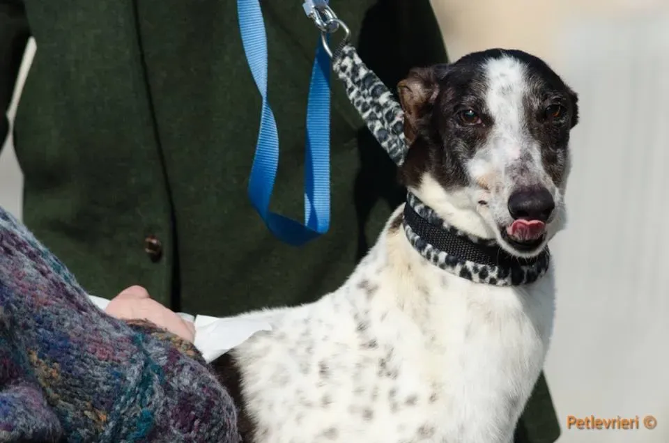 SmokeRumble adozione greyhound macao 7