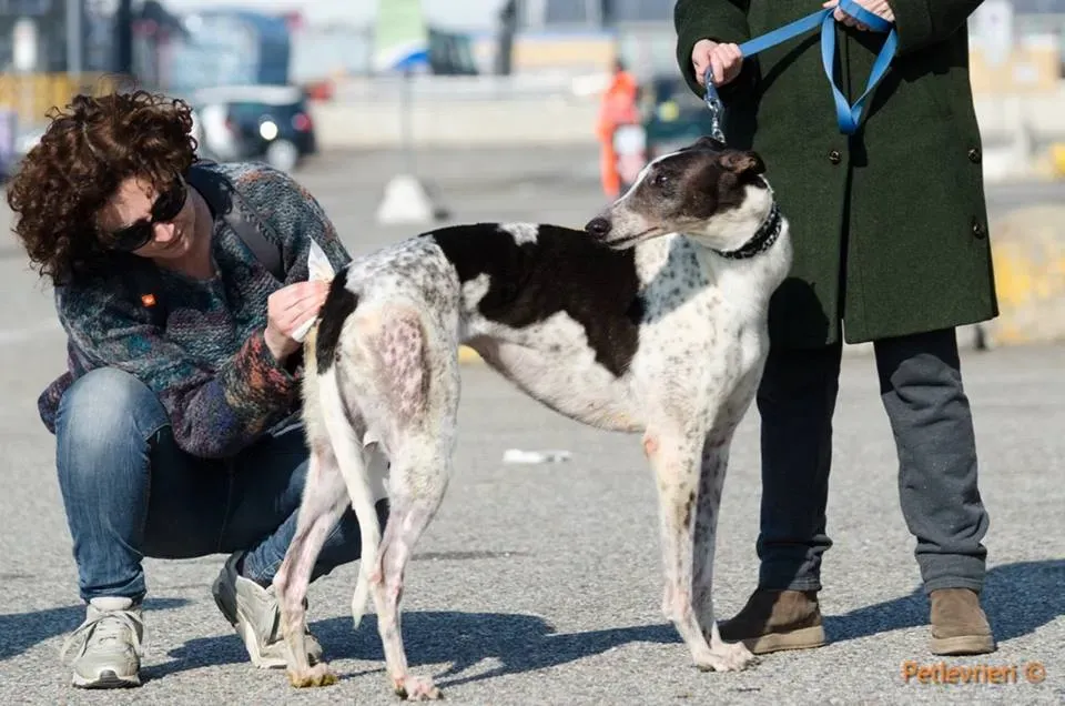 SmokeRumble adozione greyhound macao 8