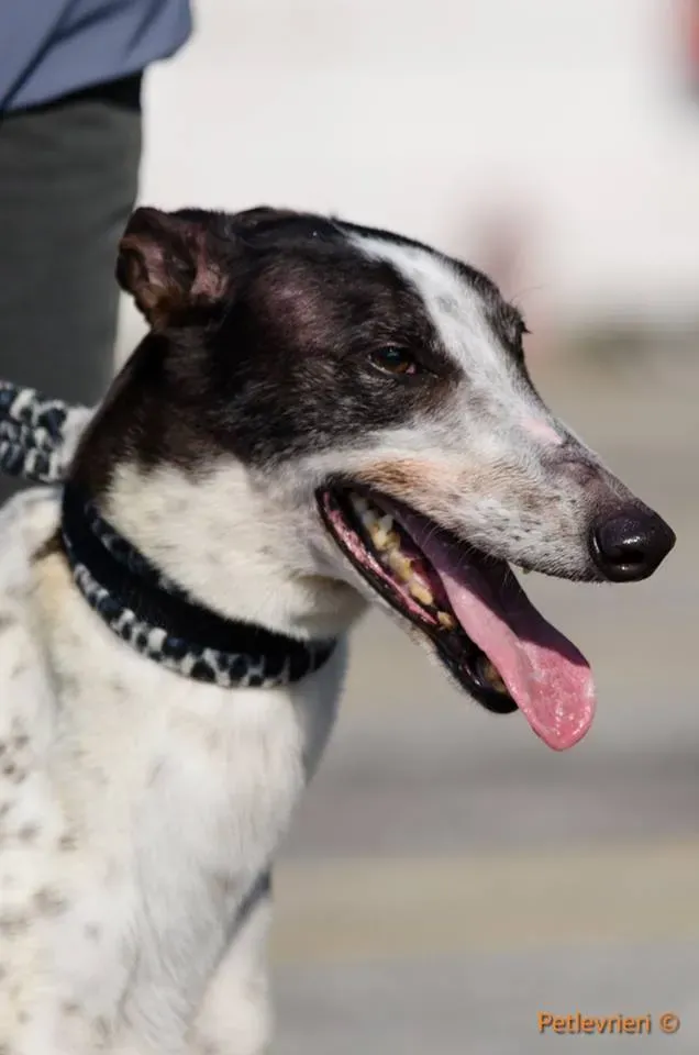 SmokeRumble adozione greyhound macao 9