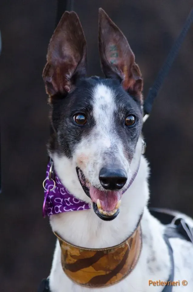 SmokeRumble adozione greyhound macao