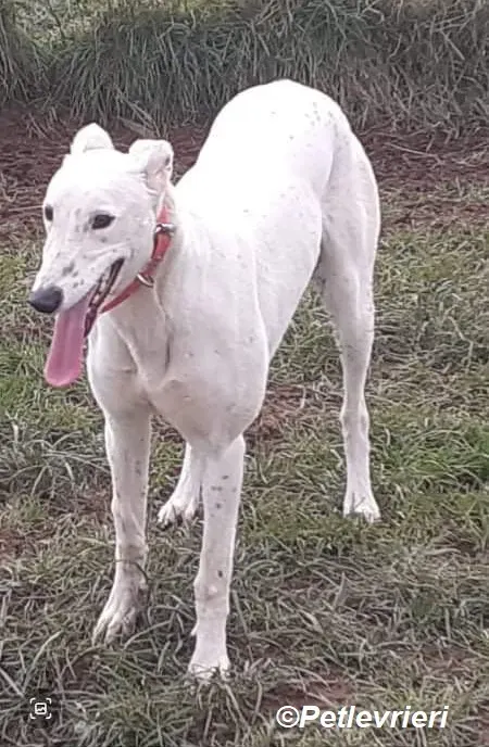 Snow adozione levrieri greyhound 1
