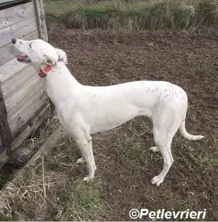 Snow adozione levrieri greyhound 2