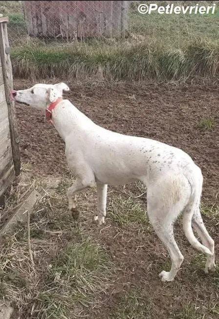 Snow adozione levrieri greyhound 3