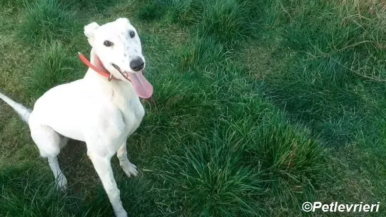 Snow adozione levrieri greyhound 4