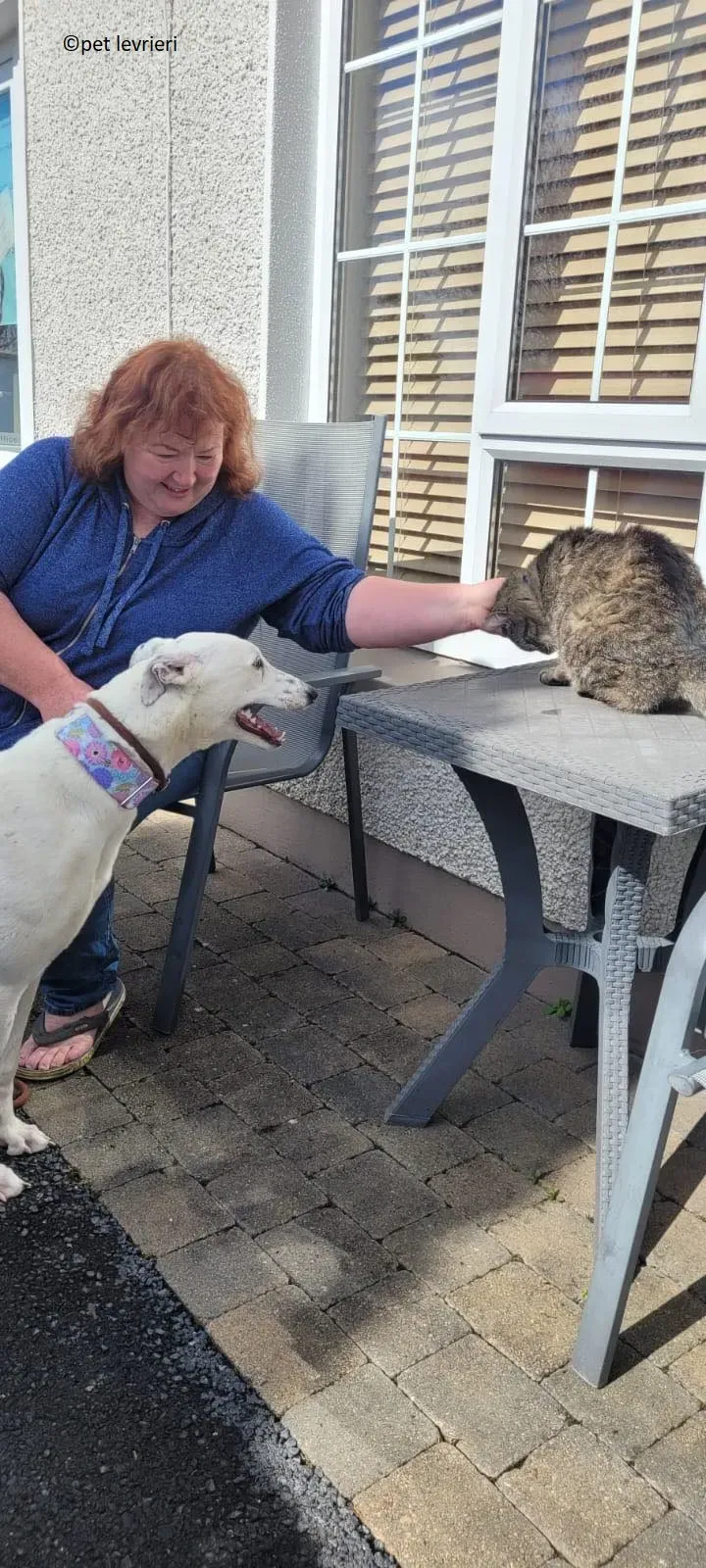 Snow adozione levriero greyhound1 1