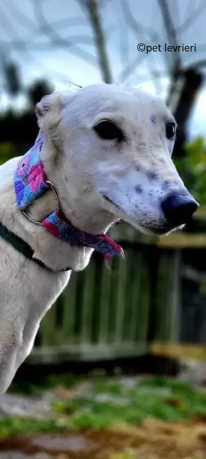 Snow adozione levriero greyhound1