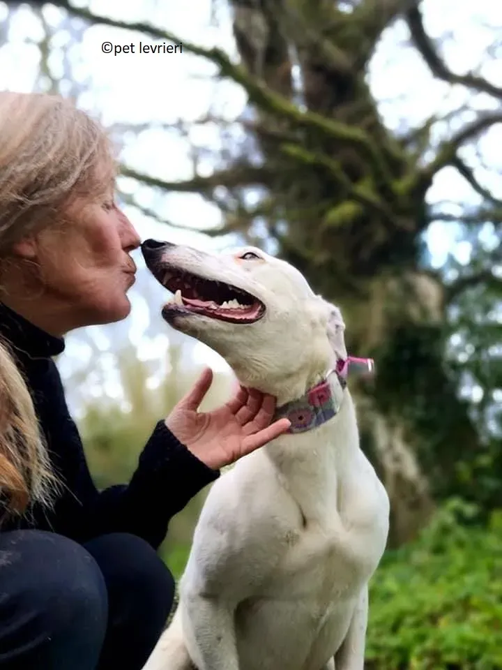 Snow adozione levriero greyhound2 1