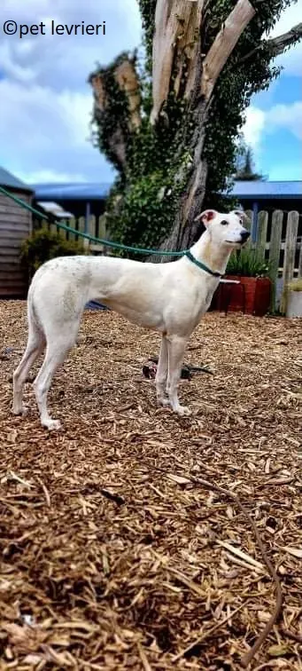 Snow adozione levriero greyhound2