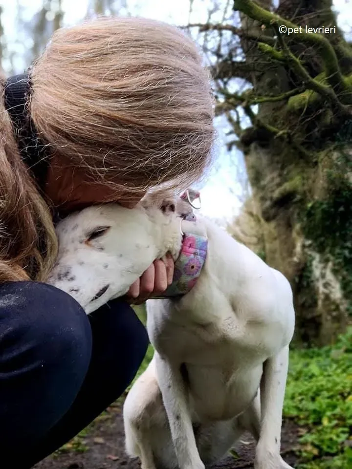 Snow adozione levriero greyhound3 1