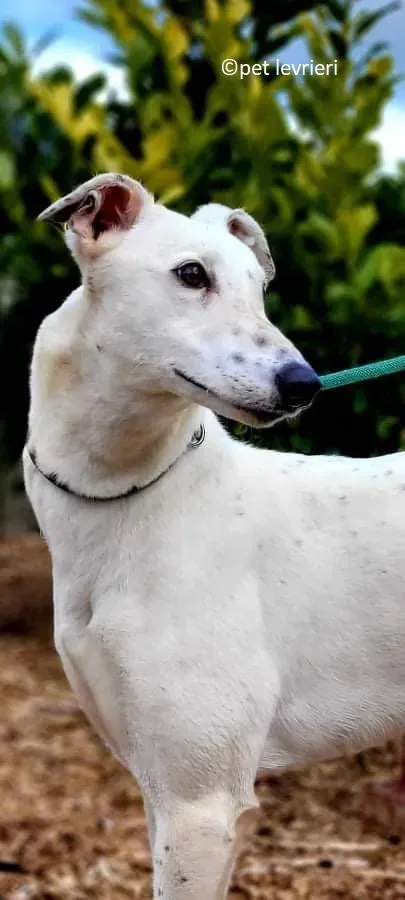 Snow adozione levriero greyhound3