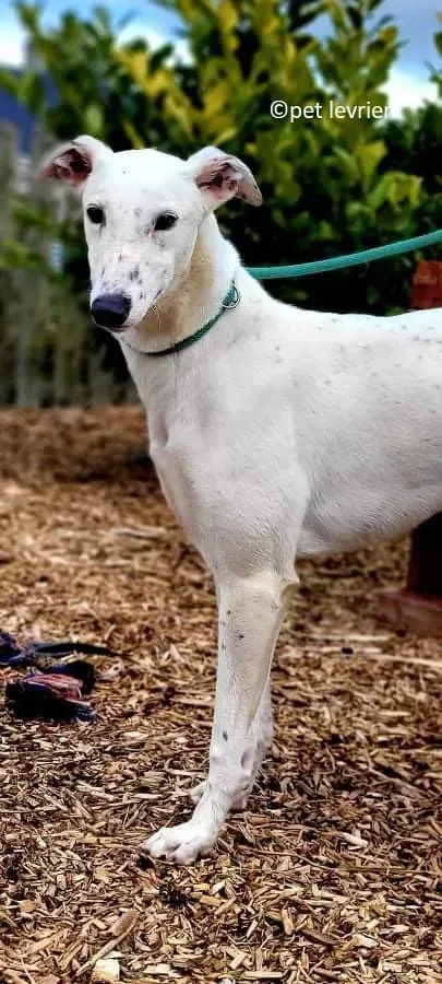 Snow adozione levriero greyhound5