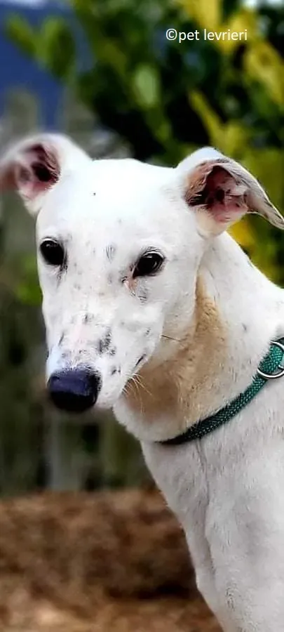 Snow adozione levriero greyhound6