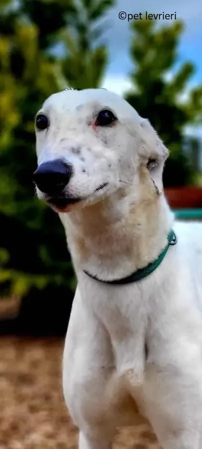 Snow adozione levriero greyhound7