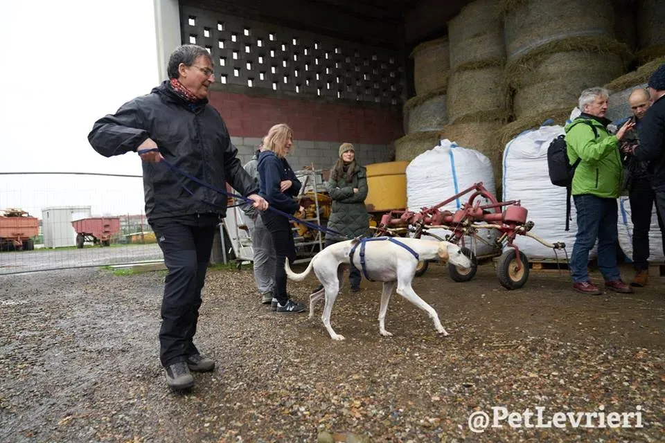 Snowman Greyhound adozionelevrieri petlevrieri foster 001