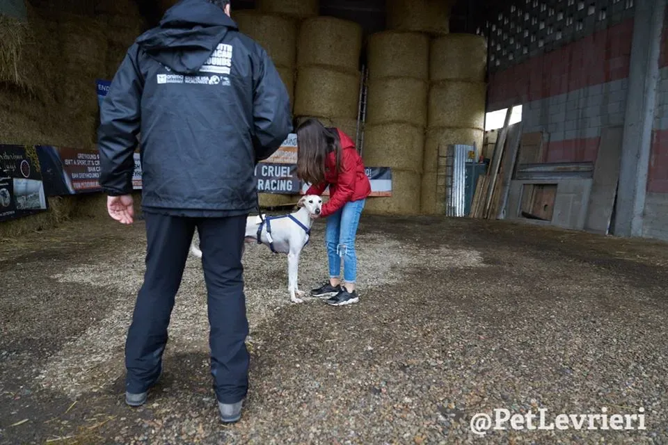 Snowman Greyhound adozionelevrieri petlevrieri foster 002