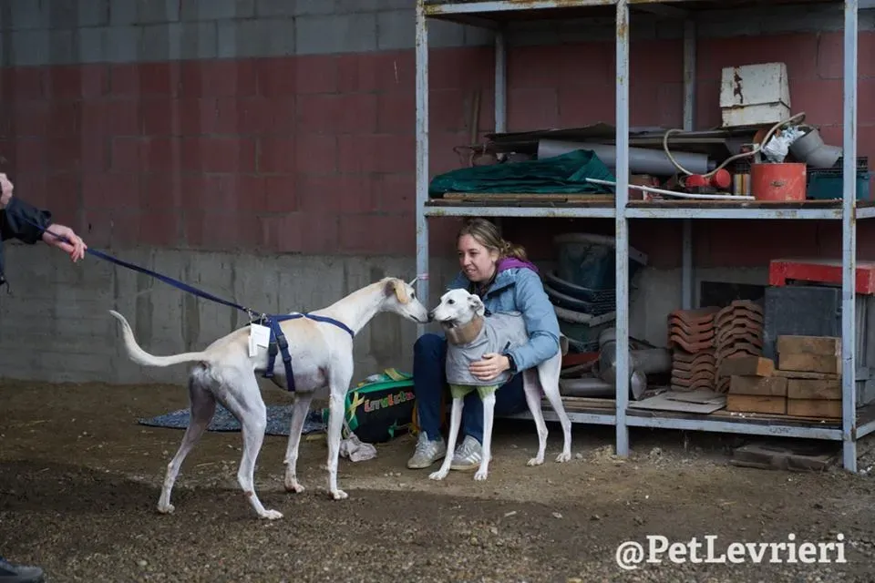 Snowman Greyhound adozionelevrieri petlevrieri foster 004