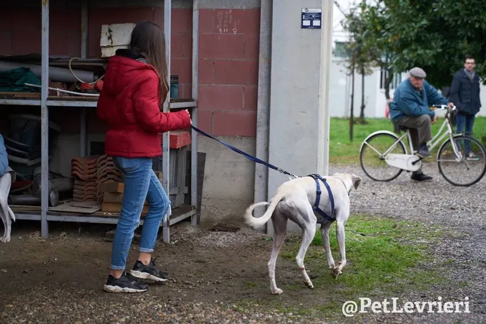 Snowman Greyhound adozionelevrieri petlevrieri foster 005