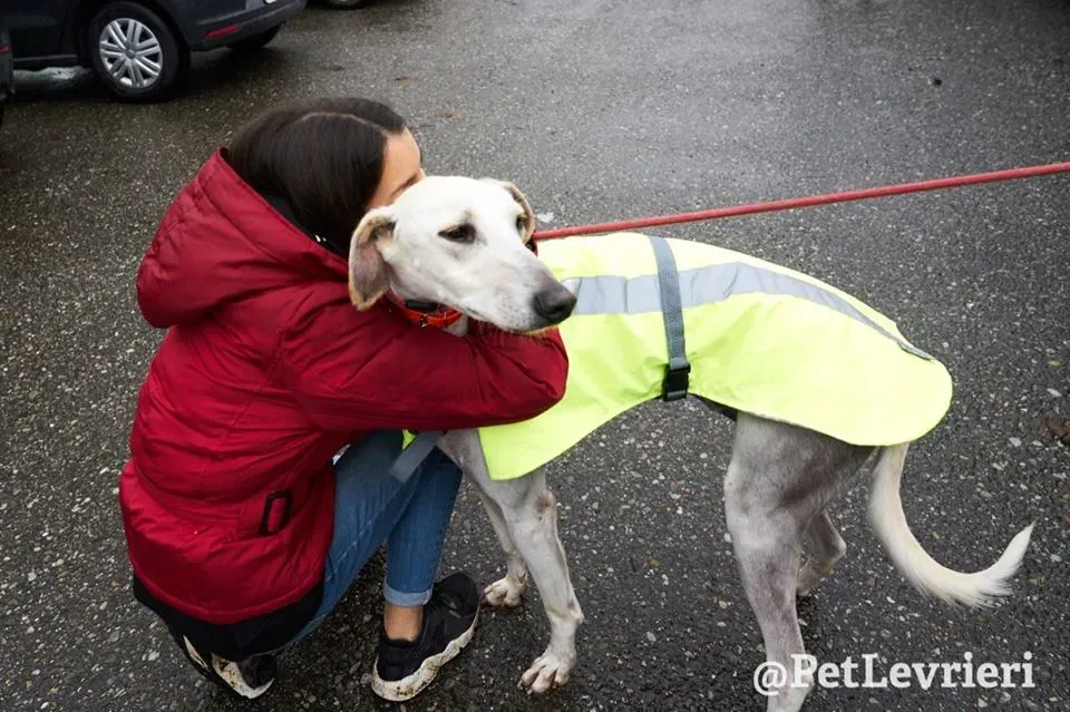 Snowman Greyhound adozionelevrieri petlevrieri foster 111