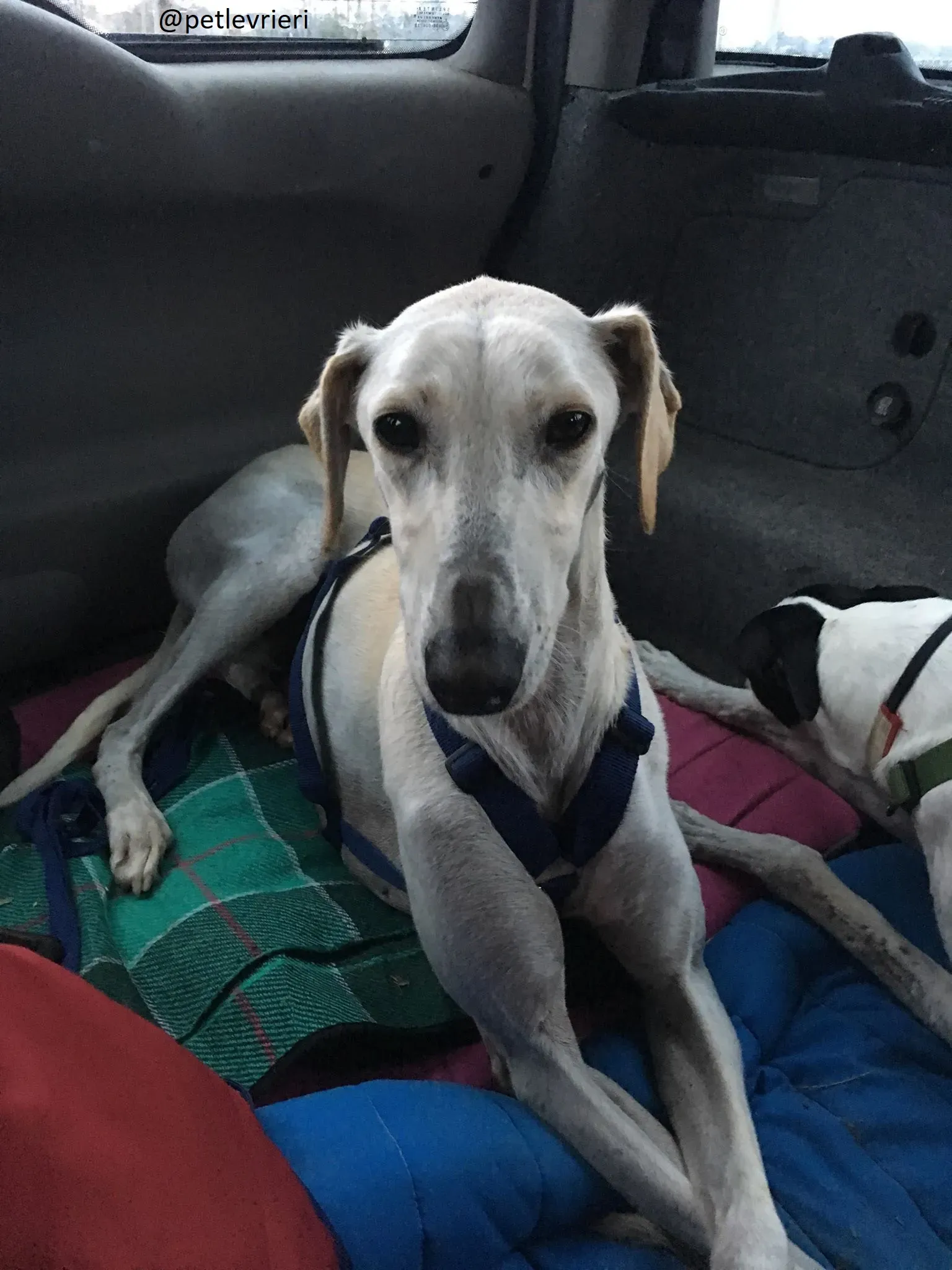 Snowman Greyhound adozionelevrieri petlevrieri foster 112 1