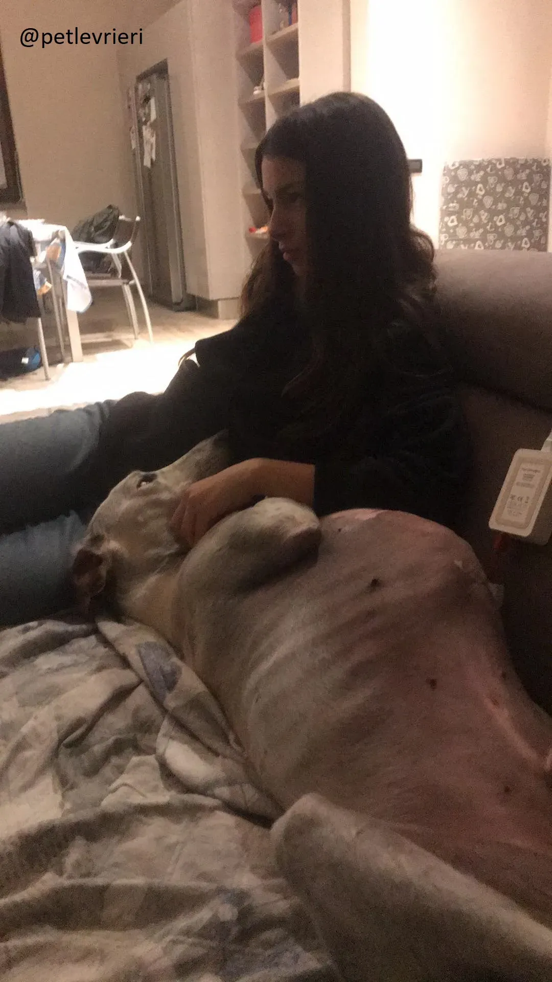 Snowman Greyhound adozionelevrieri petlevrieri foster 112 10