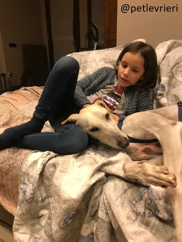 Snowman Greyhound adozionelevrieri petlevrieri foster 112 11