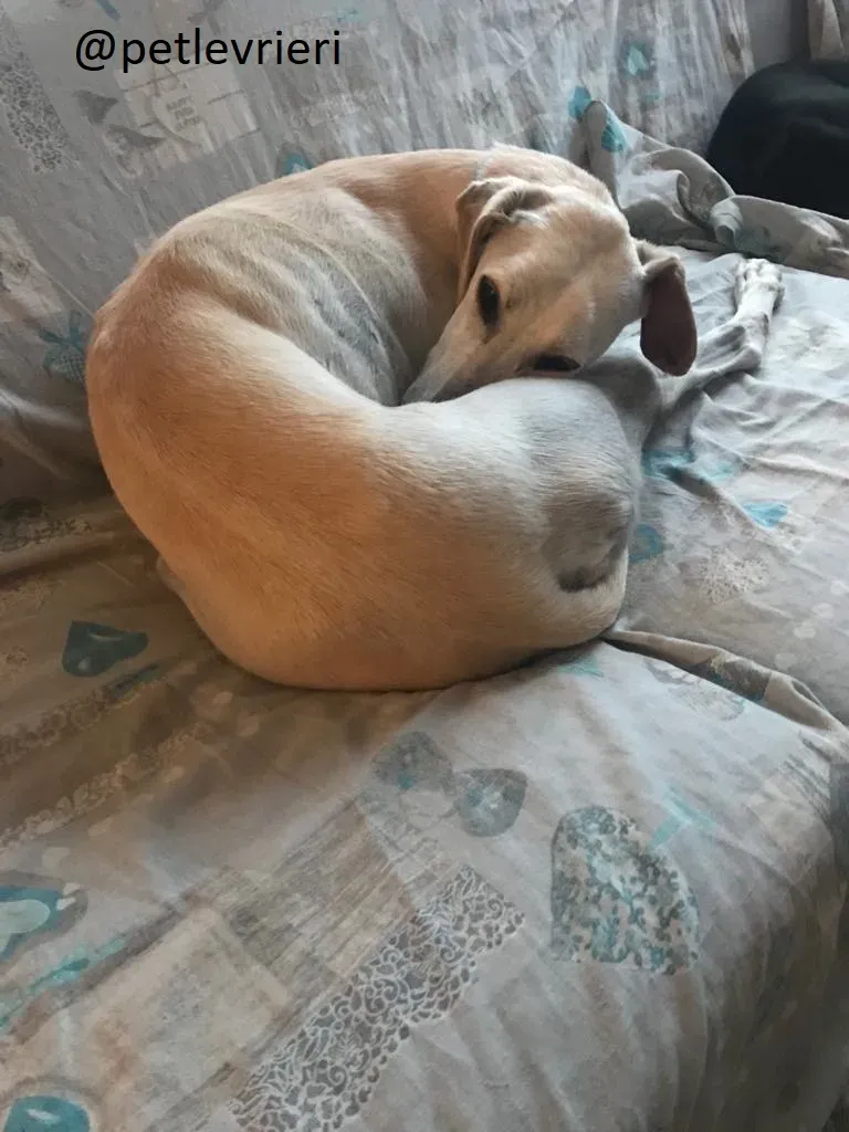 Snowman Greyhound adozionelevrieri petlevrieri foster 112 12