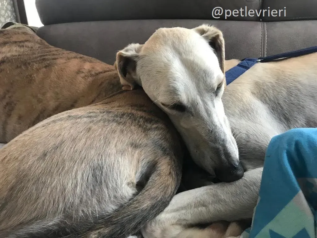 Snowman Greyhound adozionelevrieri petlevrieri foster 112 13