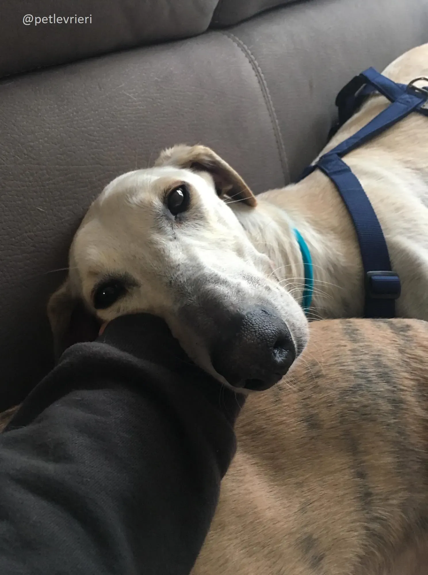 Snowman Greyhound adozionelevrieri petlevrieri foster 112 14