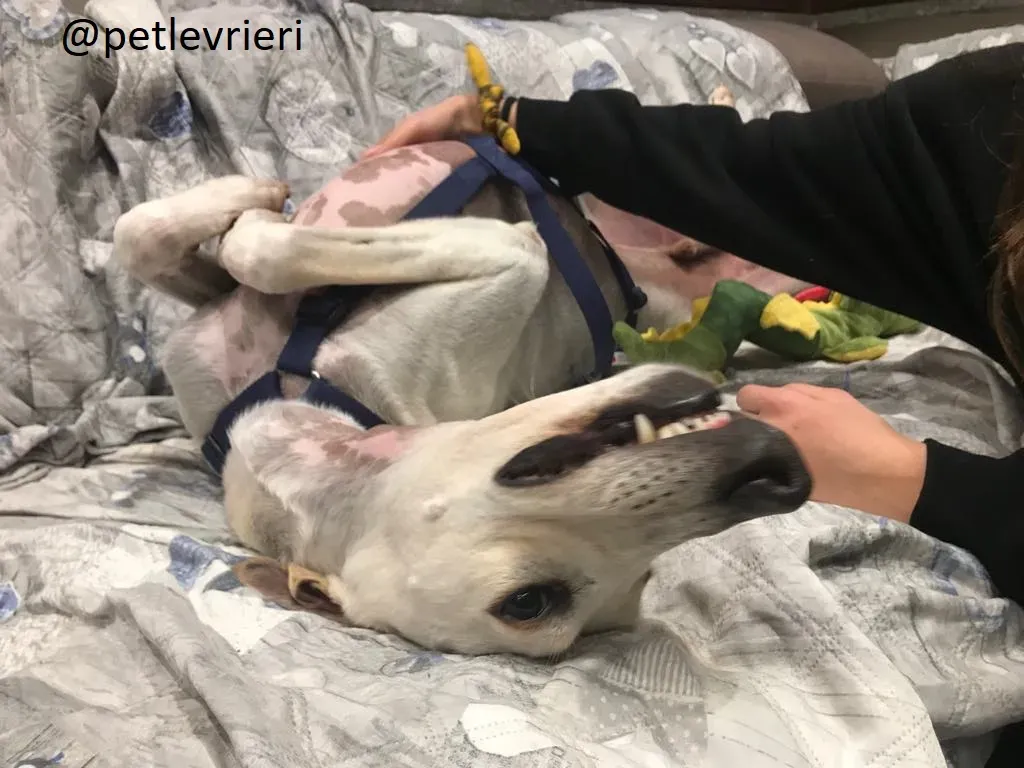 Snowman Greyhound adozionelevrieri petlevrieri foster 112 2