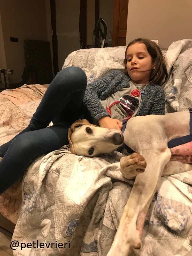 Snowman Greyhound adozionelevrieri petlevrieri foster 112 3