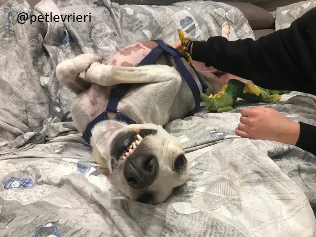 Snowman Greyhound adozionelevrieri petlevrieri foster 112 4