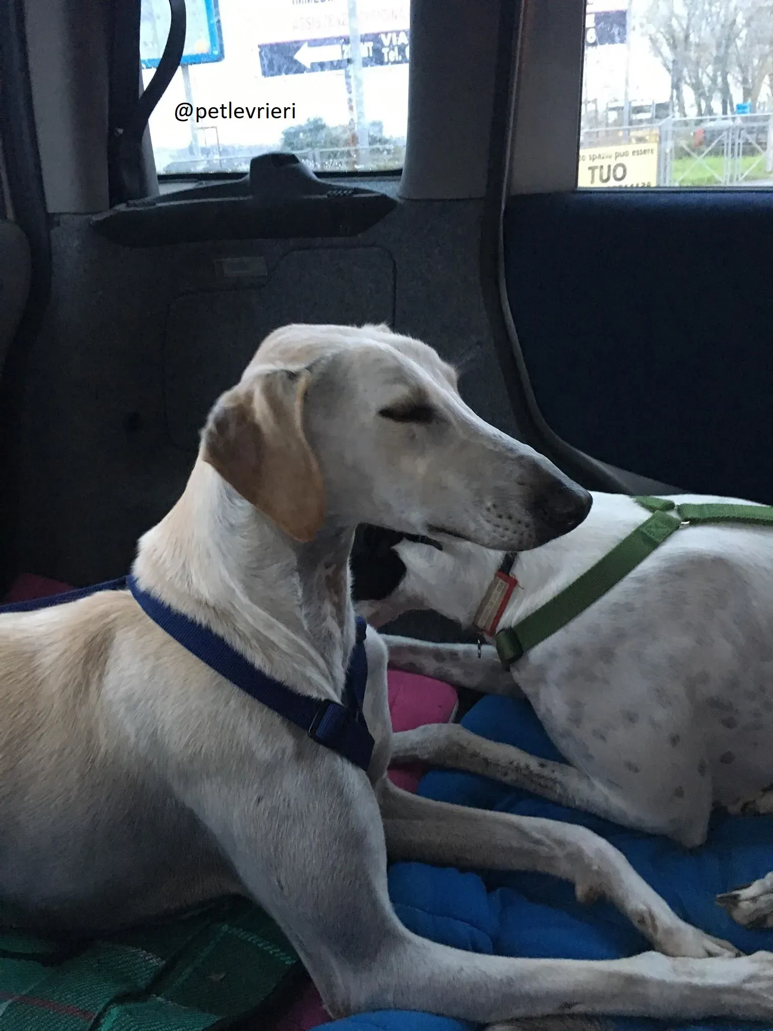 Snowman Greyhound adozionelevrieri petlevrieri foster 112 5