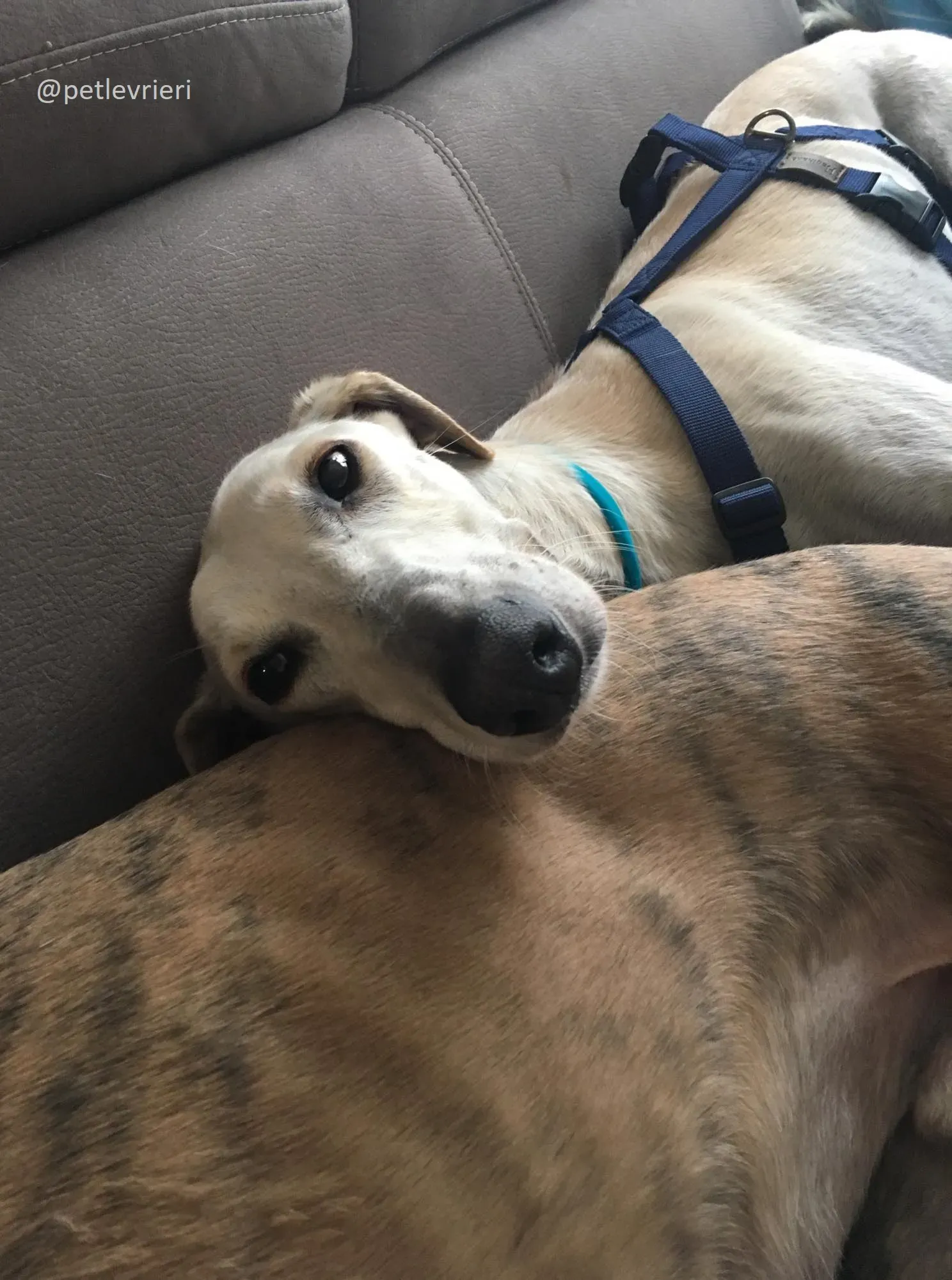 Snowman Greyhound adozionelevrieri petlevrieri foster 112 6