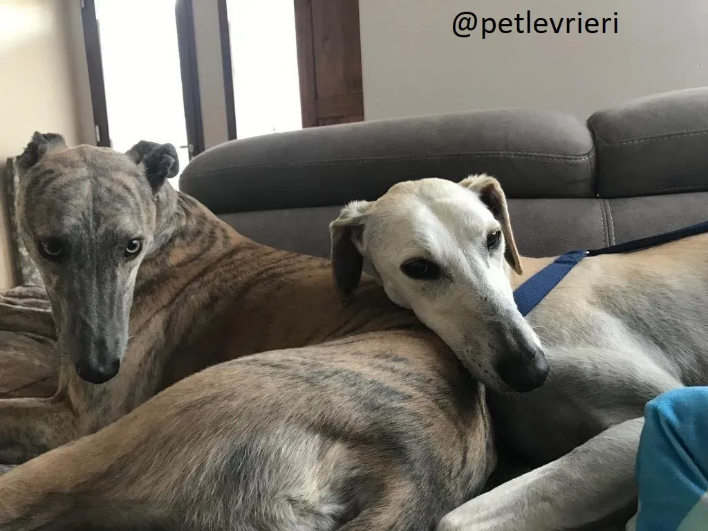 Snowman Greyhound adozionelevrieri petlevrieri foster 112 7