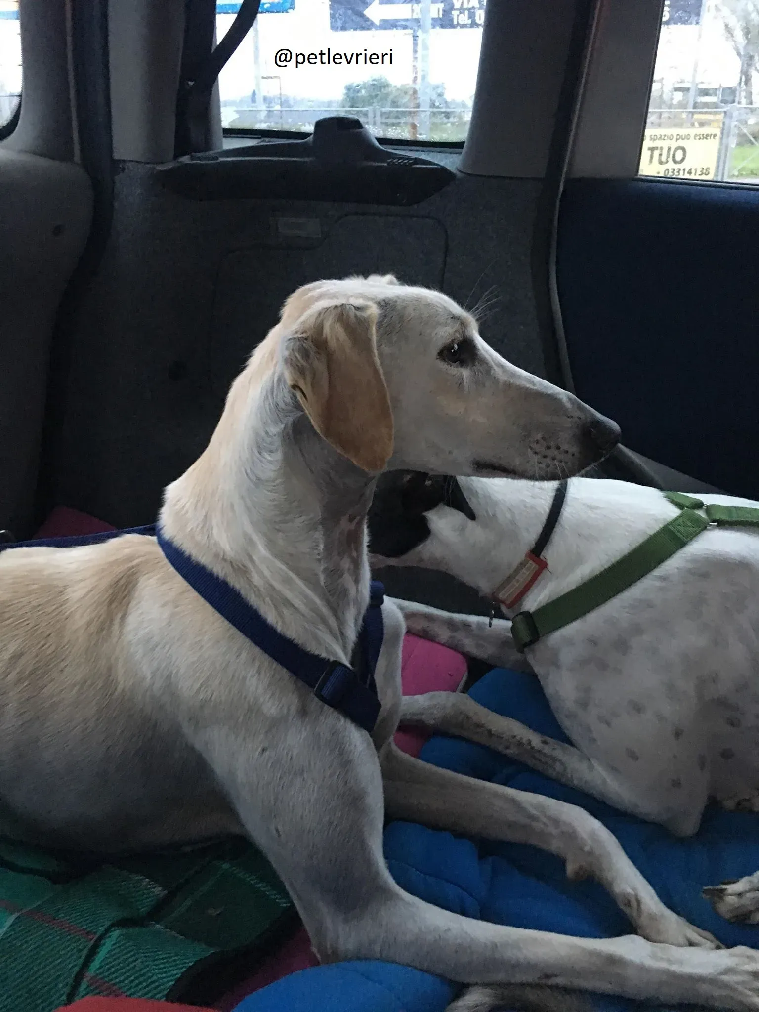 Snowman Greyhound adozionelevrieri petlevrieri foster 112 8