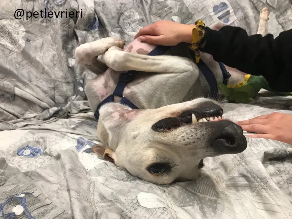 Snowman Greyhound adozionelevrieri petlevrieri foster 112 9