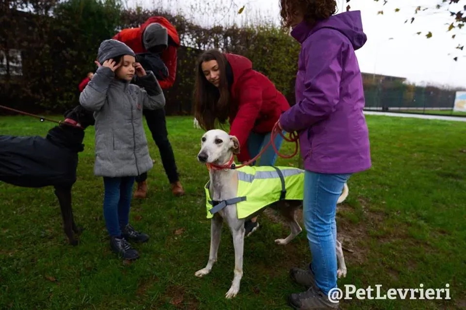 Snowman Greyhound adozionelevrieri petlevrieri foster 112