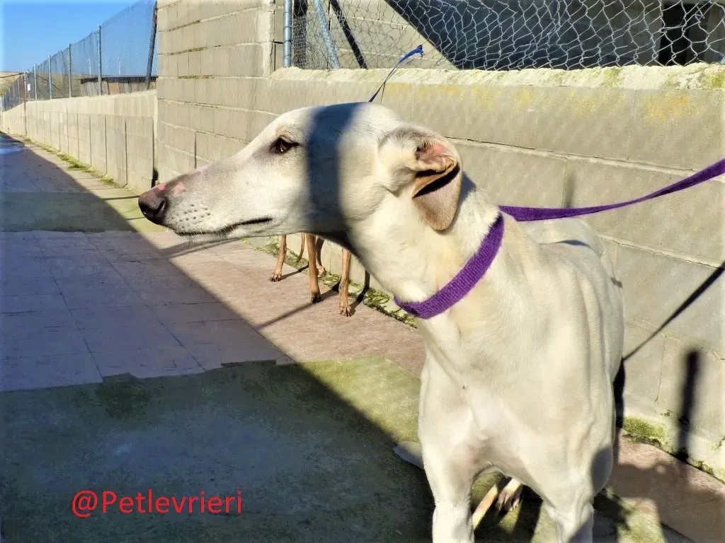 Snowwhite adozione levrieri galgo01