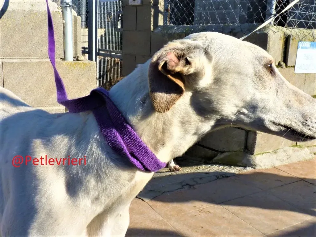 Snowwhite adozione levrieri galgo02